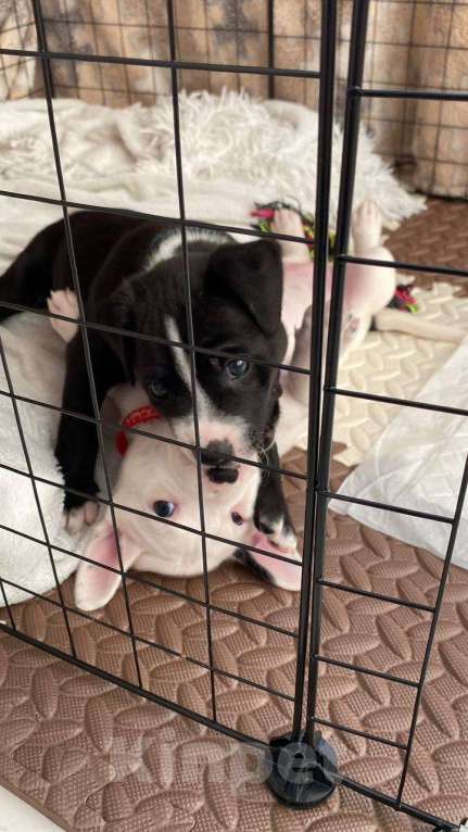 Собаки в Екатеринбурге: Прекрасные щенки питбуля Девочка, 15 000 руб. - фото 2