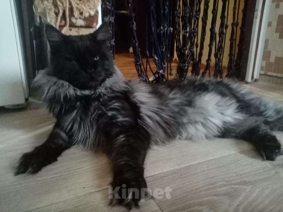 Кошки в Батайске: Вязка., 4 000 руб. - фото 1