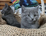 Кошки в Москве: Голубой котенок в дар Девочка, Бесплатно - фото 4