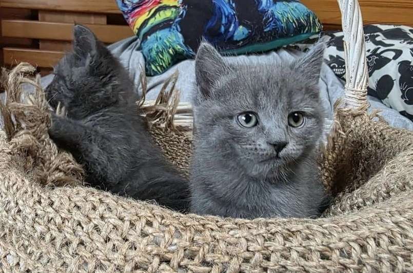 Кошки в Москве: Голубой котенок в дар Девочка, Бесплатно - фото 4