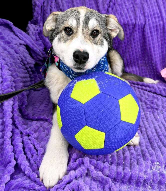 Собаки в Москве: Щенок в добрые руки Мальчик, Бесплатно - фото 3