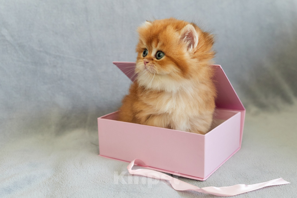 Кошки в Челябинске: Кошечка британская золотая шиншилла by12 Девочка, Бесплатно - фото 1