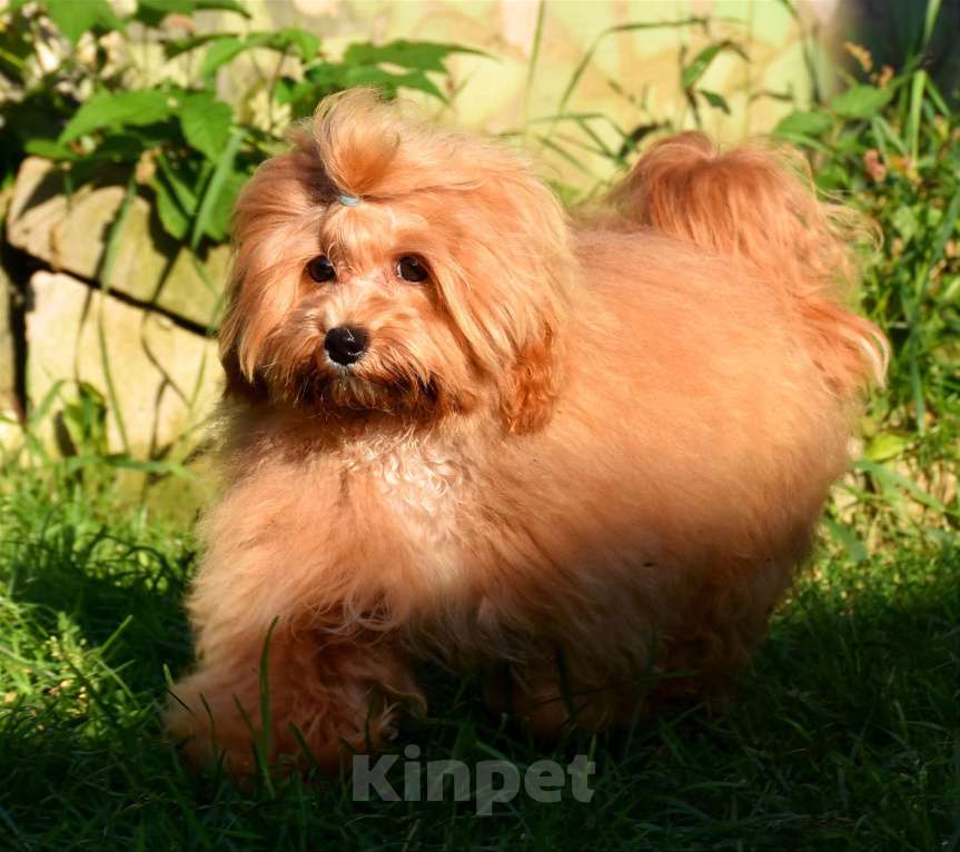 Собаки в Москве: Мальчик мальтипу  Мальчик, Бесплатно - фото 2