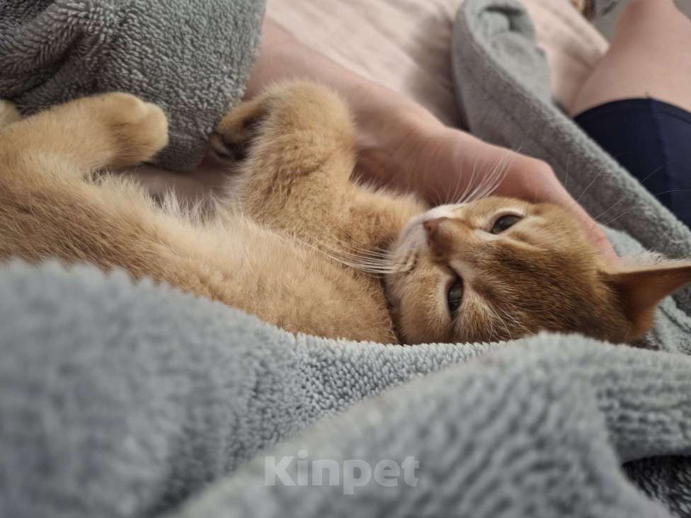 Кошки в Москве: Шотландский котик золотой тикированный  Мальчик, 28 000 руб. - фото 8