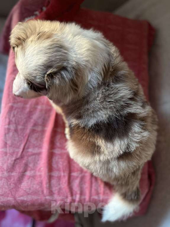 Собаки в других городах Алтайского края: Щенки Бордер Колли Мальчик, Бесплатно - фото 7