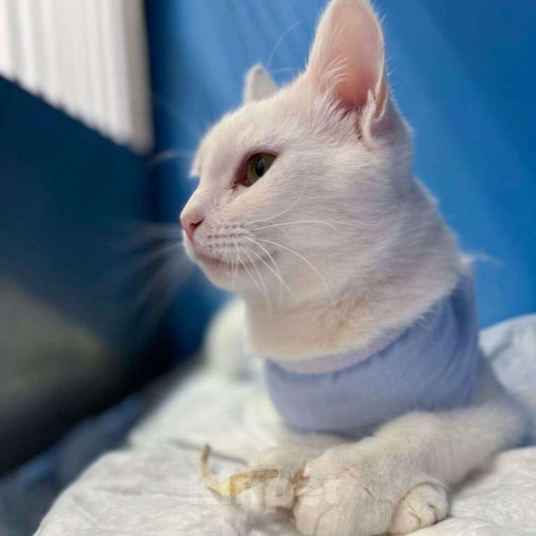 Кошки в Москве: Белоснежная кошечка грустит одна взаперти 💔 Девочка, Бесплатно - фото 3