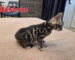 Кошки в Новосибирске: Бенгальские котята Девочка, 15 000 руб. - фото 2