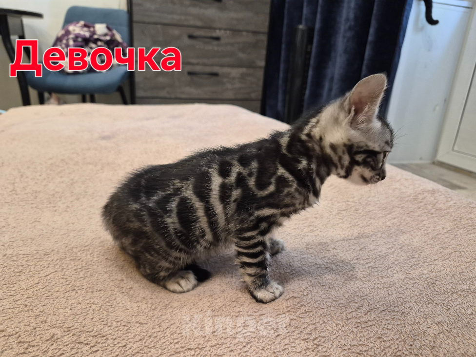 Кошки в Новосибирске: Бенгальские котята Девочка, 15 000 руб. - фото 2