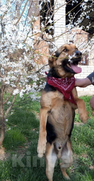 Собаки в Санкт-Петербурге: Хулиган Мальчик, 77 руб. - фото 2