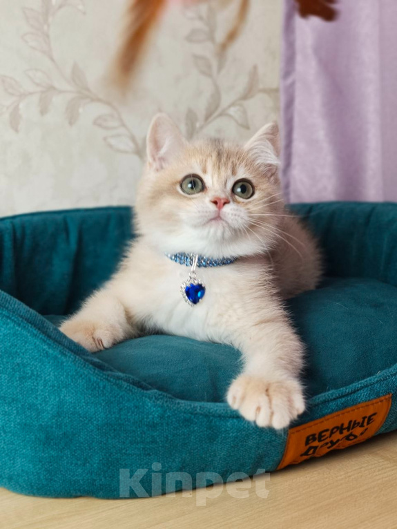 Кошки в Москве: Британский котенок Мальчик, 39 000 руб. - фото 3
