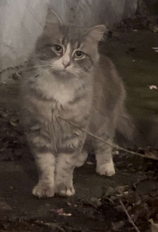 4,5 кг ПУШИСТОГО СЧАСТЬЯ В ЛЮБЯЩУЮ СЕМЬЮ.