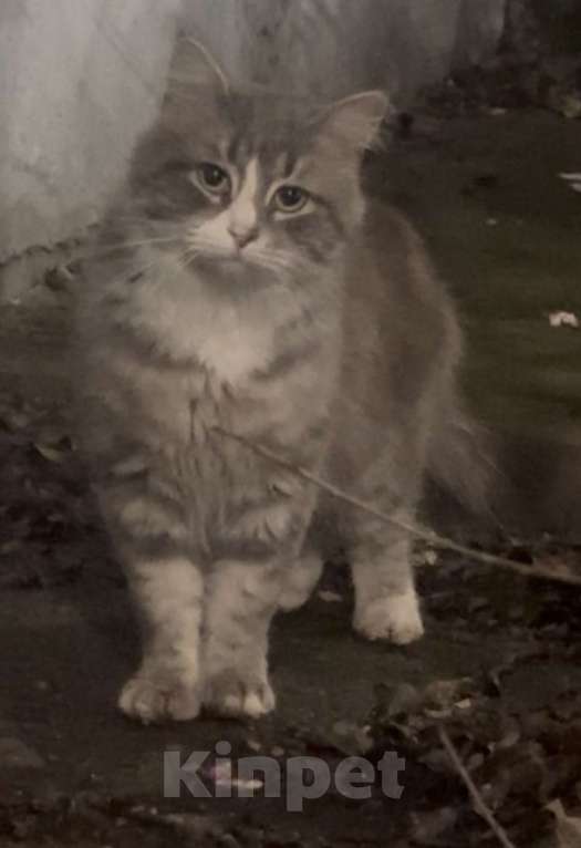 Кошки в Казани: 4,5 кг ПУШИСТОГО СЧАСТЬЯ В ЛЮБЯЩУЮ СЕМЬЮ. Мальчик, Бесплатно - фото 1