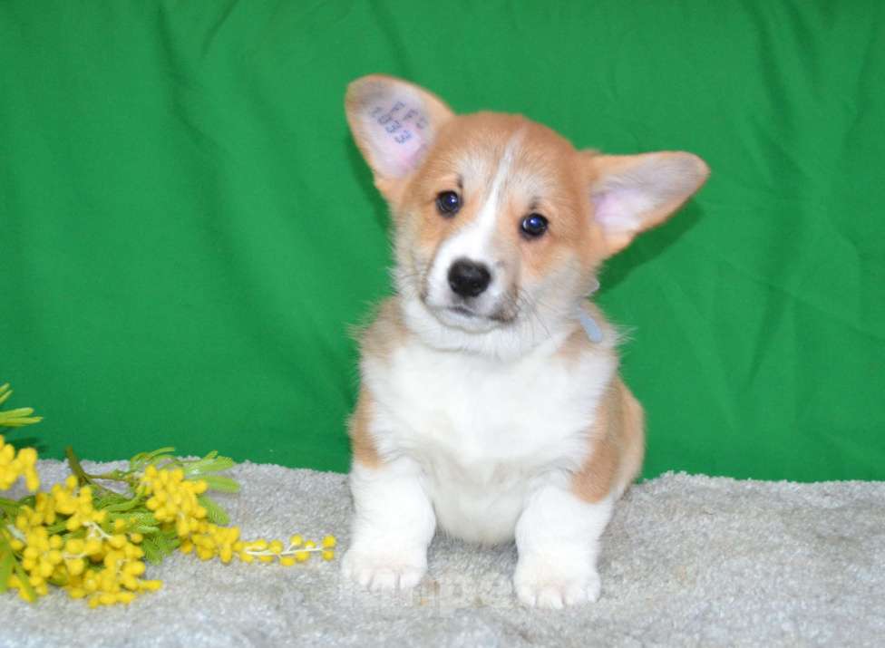 Собаки в Ореховом-Зуево: Коржики Мальчик, Бесплатно - фото 2