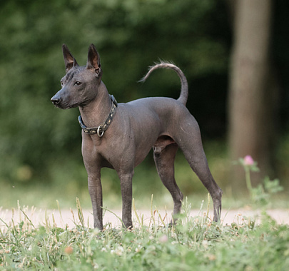 Ксолоитцкуинтли