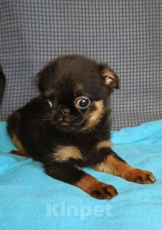 Собаки в Москве: Девочка малый брабансон Мальчик, 50 000 руб. - фото 1