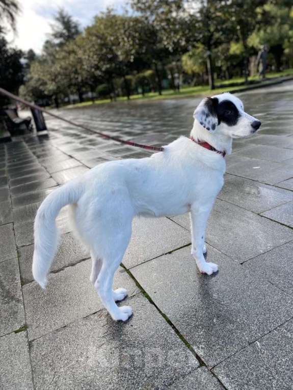 Собаки в других городах Московской области: Ищет Дом Девочка, Бесплатно - фото 5