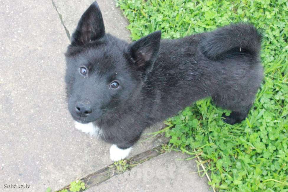 Собаки в Уфе: Щенки Русско-европейская лайка Девочка, Бесплатно - фото 3