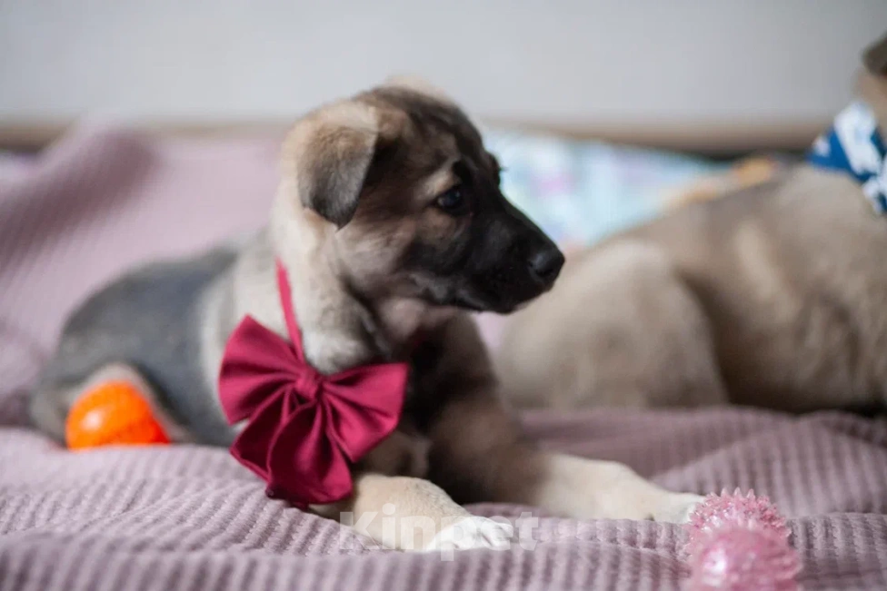 Собаки в Москве: Щенок в добрые руки Мальчик, Бесплатно - фото 4