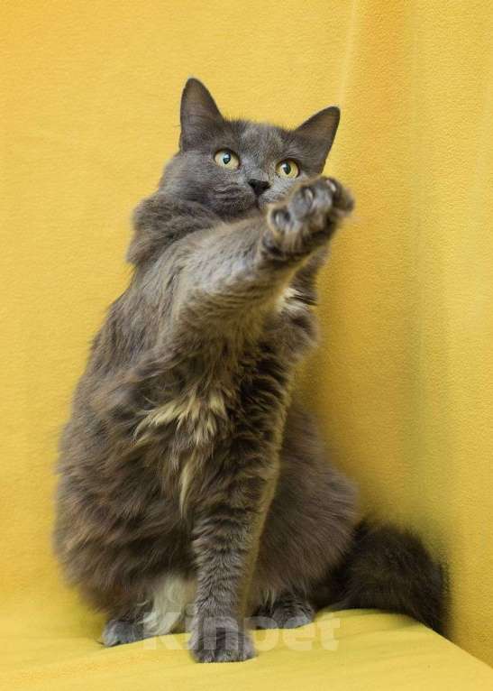 Кошки в Москве: Грейс, храбрая кошечка с сердечком на груди 🤍  Девочка, Бесплатно - фото 3