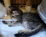 Кошки в Москве: Котенок в добрые руки Мальчик, Бесплатно - фото 2