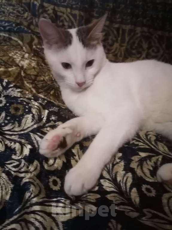 Кошки в Москве: Котёнок в добрые руки Мальчик, Бесплатно - фото 3