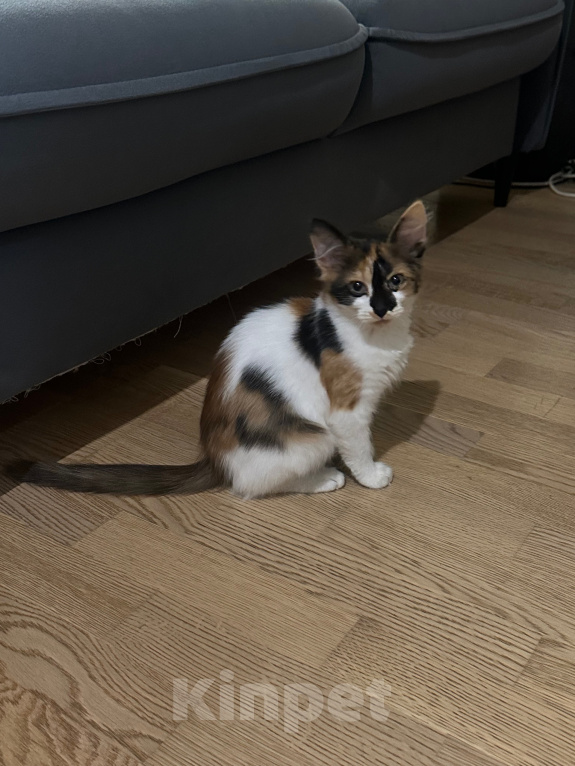 Кошки в Москве: Котенок в добрые руки Девочка, Бесплатно - фото 3