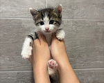 Кошки в других городах Краснодарского края: Котёнок мальчик ищет дом Мальчик, Бесплатно - фото 3