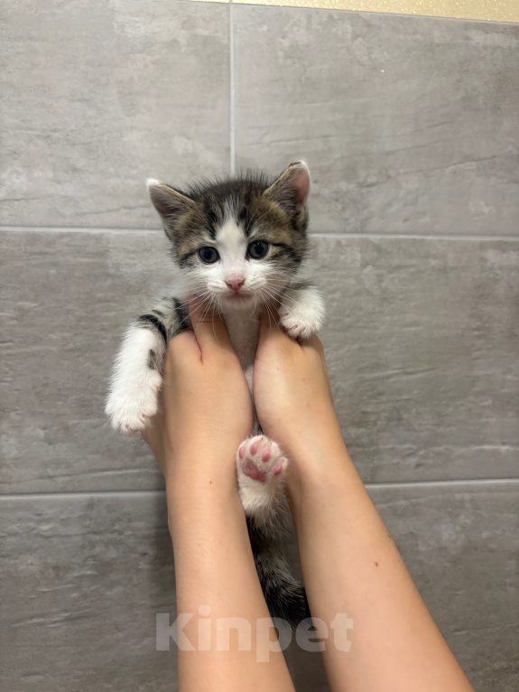 Кошки в других городах Краснодарского края: Котёнок мальчик ищет дом Мальчик, Бесплатно - фото 3