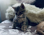 Кошки в Санкт-Петербурге: Шотландский котенок продажа Мальчик, 15 000 руб. - фото 7