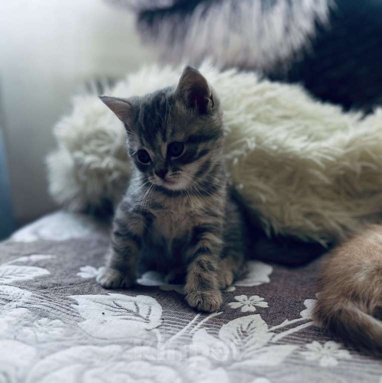 Кошки в Санкт-Петербурге: Шотландский котенок продажа Мальчик, 15 000 руб. - фото 7