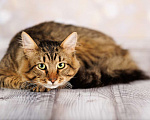Кошки в Москве: Егорка - ручной, ласковый, мурчливый котик в добрые руки! Мальчик, Бесплатно - фото 9