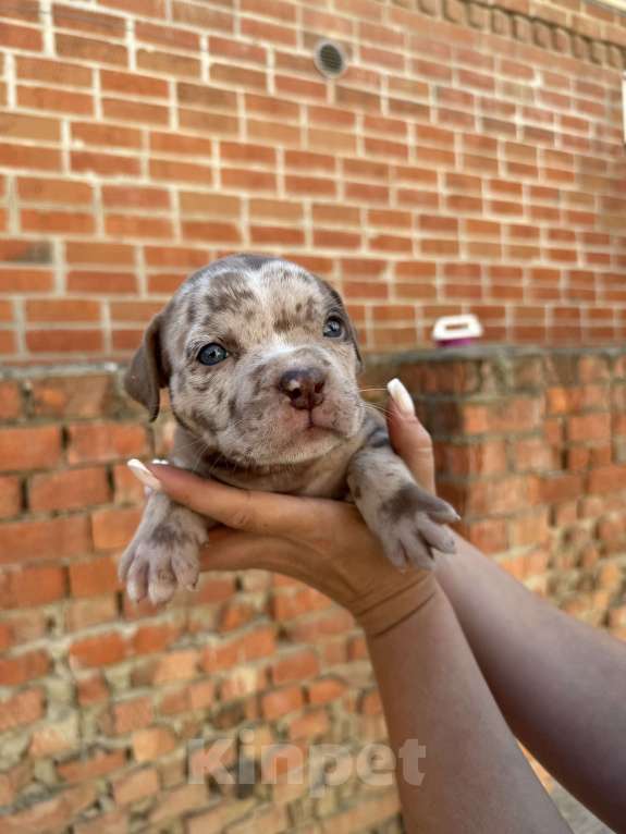Собаки в Краснодаре: Щенки Американский булли Девочка, Бесплатно - фото 4