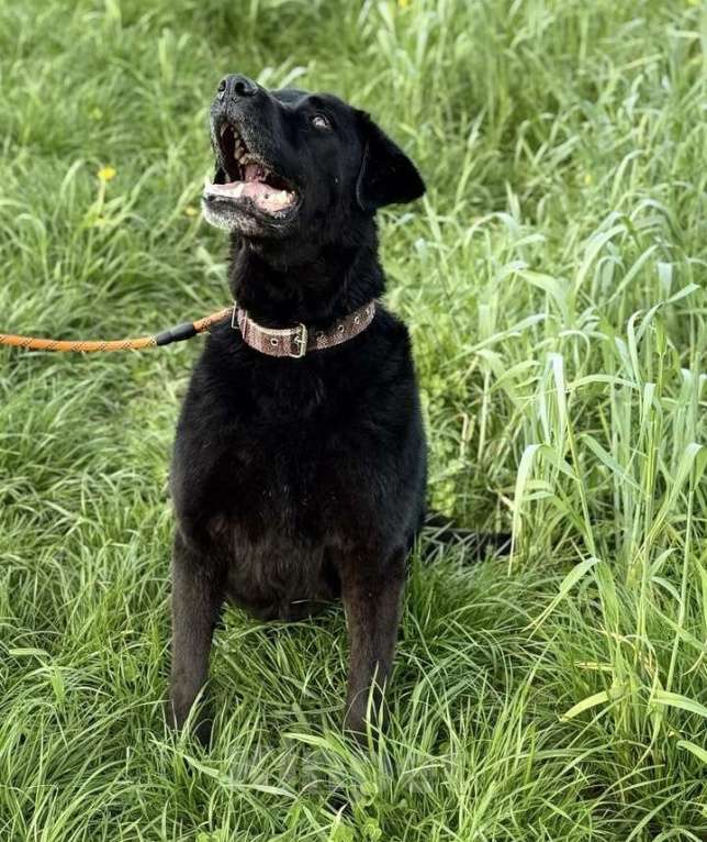 Собаки в Лобне: Лабрадор Рей ищет дом Мальчик, Бесплатно - фото 8