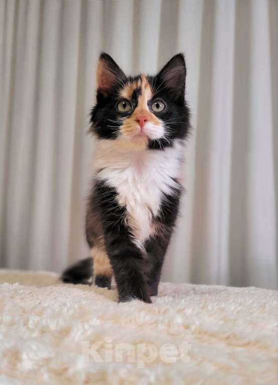 Кошки в Москве: Котёнок Фиона в добрые руки  Девочка, Бесплатно - фото 6