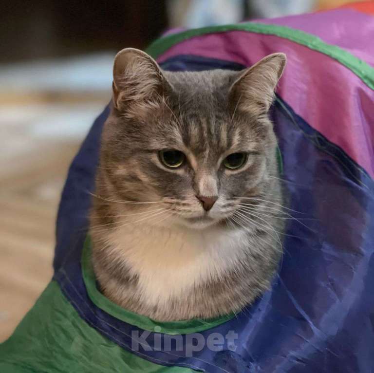 Кошки в Москве: Серебристая кошечка Сапфира в поисках своего человека Девочка, Бесплатно - фото 2