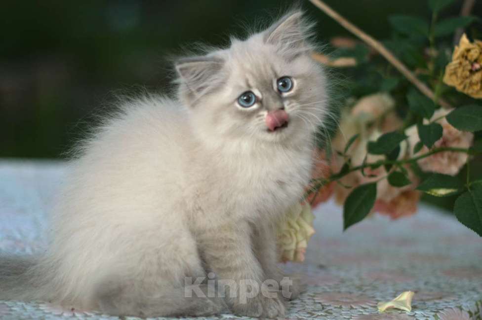 Кошки в Санкт-Петербурге: невские маскарадные котята девочки Девочка, Бесплатно - фото 7