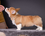 Собаки в Москве: Продам щенка вельш корги пемброк Девочка, 70 000 руб. - фото 8
