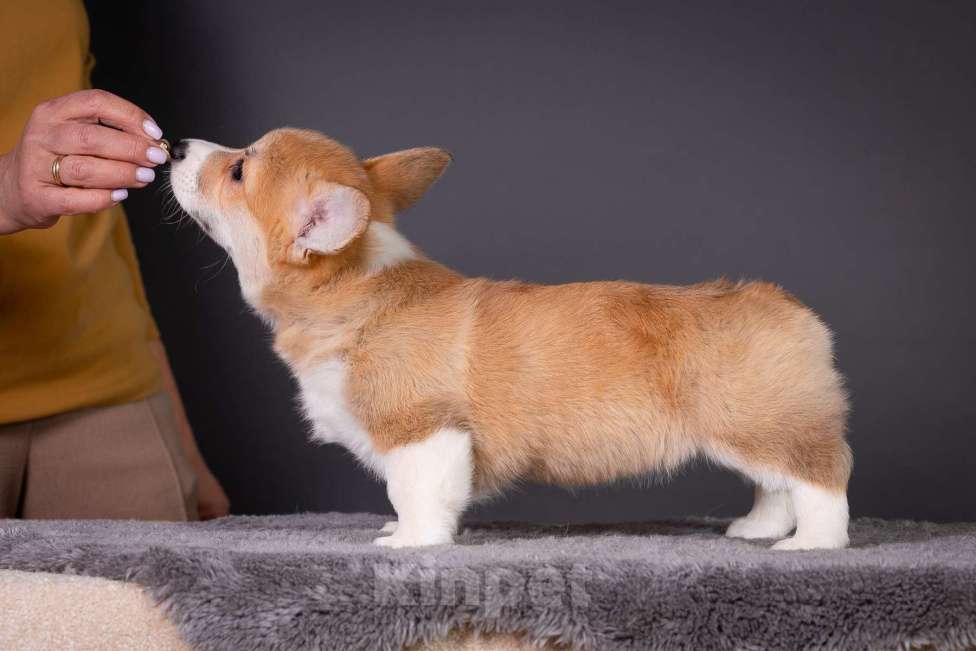 Собаки в Москве: Продам щенка вельш корги пемброк Девочка, 70 000 руб. - фото 8