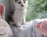 Кошки в Электрогорске: котята в добрые руки Мальчик, Бесплатно - фото 4