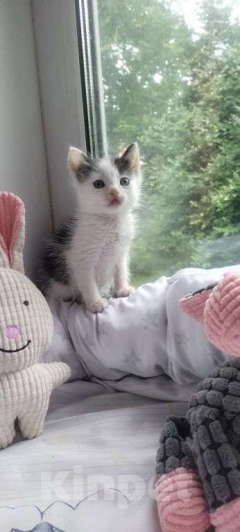 Кошки в Электрогорске: котята в добрые руки Мальчик, Бесплатно - фото 4