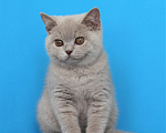 Кошки в Ульяновске: Британские котята девочки Девочка, Бесплатно - фото 3