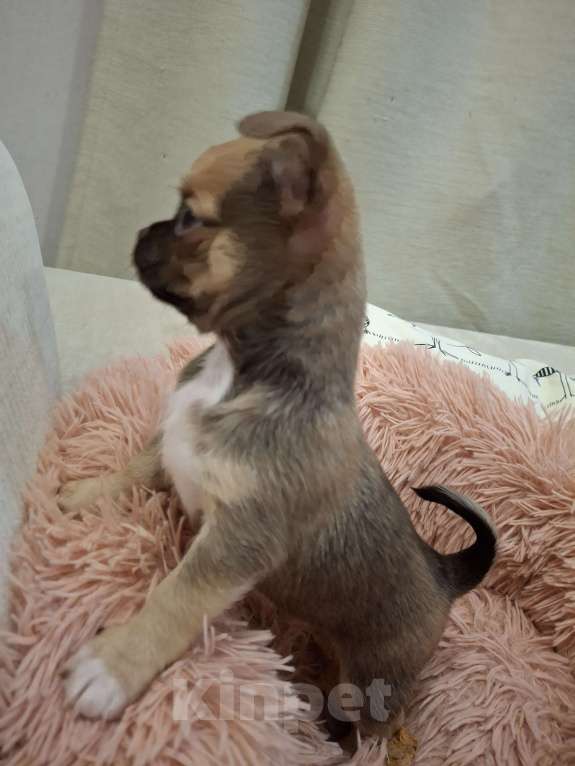 Собаки в Краснодаре: Мальчик  Мальчик, 15 000 руб. - фото 2