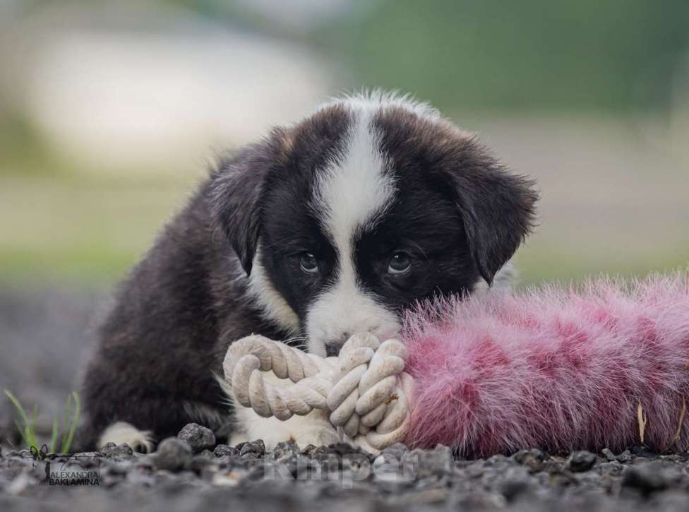 Собаки в Москве: Алеша Мальчик, 50 000 руб. - фото 5