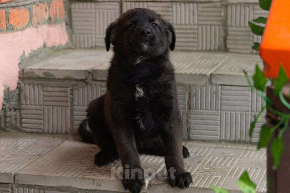 Собаки в Кашире: «Пирожок: маленький комочек счастья ищет тёплый дом!» Мальчик, Бесплатно - фото 1