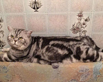 Кошки в Чебоксарах: Вязка, 3 000 руб. - фото 1