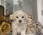 Собаки в Самаре: Мальтипу девочка F1 mini Девочка, 98 000 руб. - фото 1