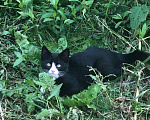 Кошки в Лобне: Котенок Элвис, в дар., 10 руб. - фото 2