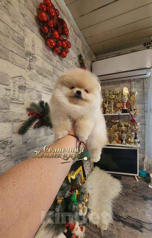 Собаки в Москве: Супер меховой мальчик померанского шпица питомник РКФ Мальчик, Бесплатно - фото 1