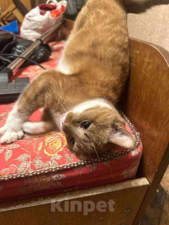 Кошки в Санкт-Петербурге: Кошка Ася Девочка, Бесплатно - фото 3