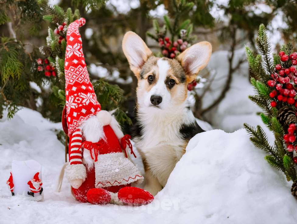 Собаки в Новосибирске: Вельш Корги Пемброк Дайнерис Бурерожденная  Девочка, 55 000 руб. - фото 3
